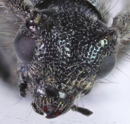Opsilia molybdaena